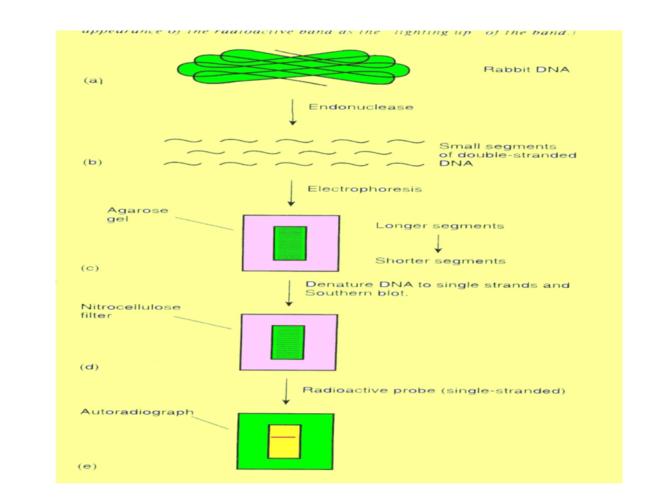 分子标记辅助育种课件.ppt 92页