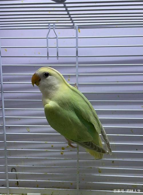 牡丹鹦鹉美图欣赏