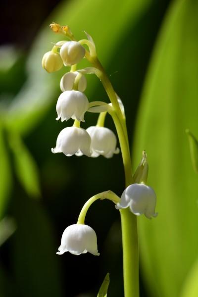 图片大全 植物花卉 白色的铃兰图片 > 白色的铃兰图片 第11张