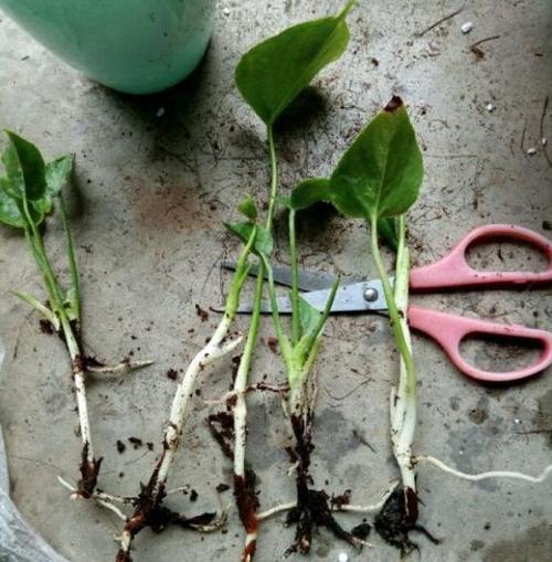 详解红掌分株,学会了一盆变多盆,小苗当年就能开花_繁殖