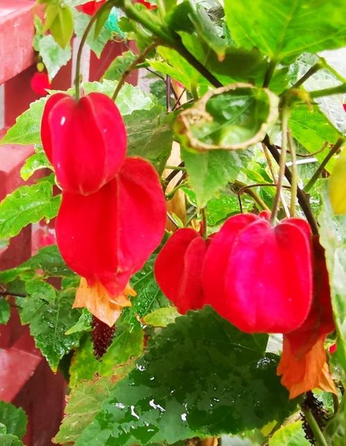 请欣赏红萼苘麻,别称蔓性风铃花,属锦葵科盆栽垂吊观赏,花朵俏丽丰硕