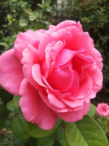 月季花,花中皇后