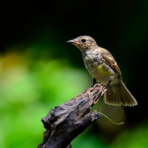 白眉姬鹟一家子