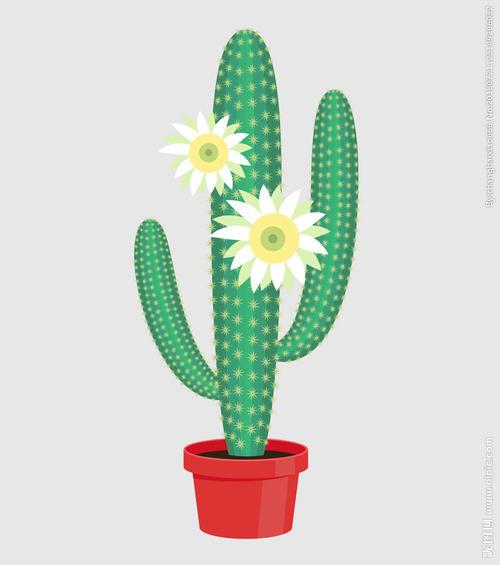 人带仙人掌的头像图片