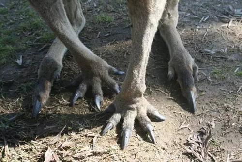 袋鼠正在撩妹,突然被小男孩打断!于是,它使出了浑身解