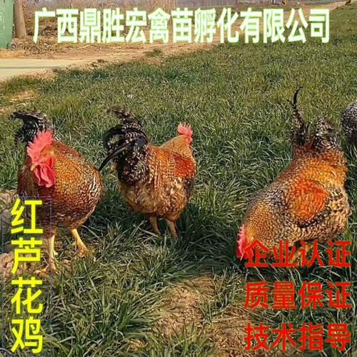 芦花鸡苗 厂家直销 售后服务 质量保证