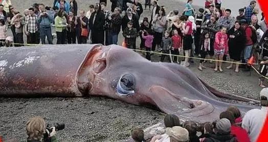 【科普】地球上最大的海洋生物排行榜,蓝鲸仅排在第二