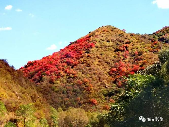 灵宝寺河山,红了!红了!