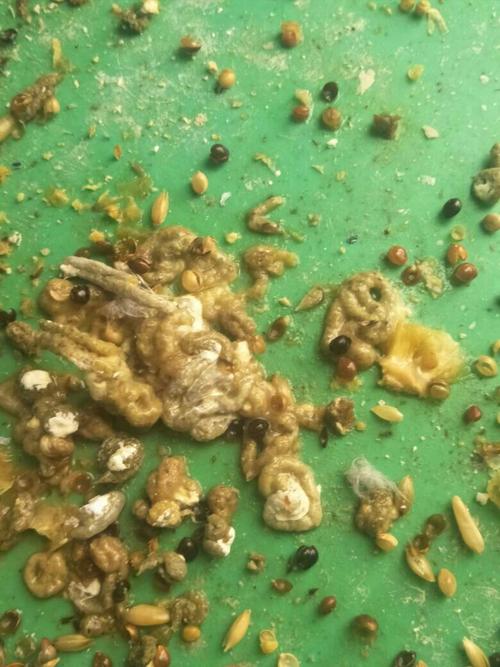 我家鹦鹉老是拉这种便便是怎么回事?