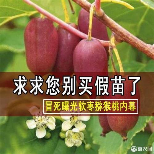 软枣猕猴桃苗 红哈迪,龙城二号,红色九月,赤焰,魁绿,早熟海佳.