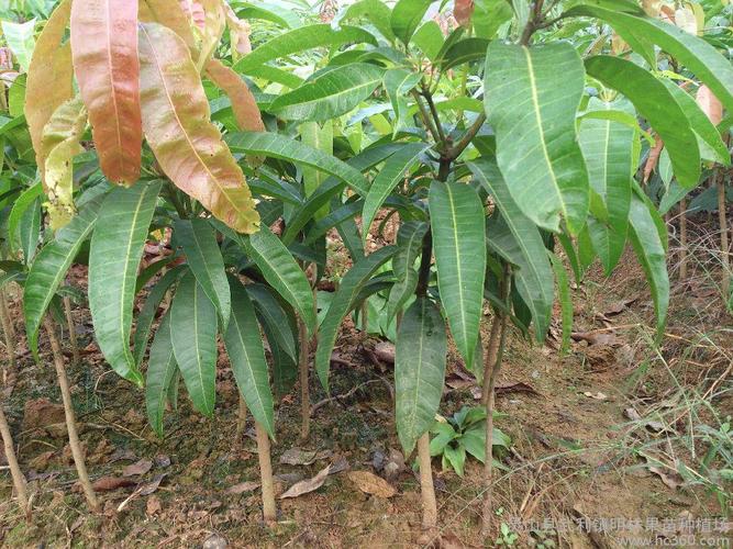 供应芒果苗凯特芒果苗芒果苗芒果树芒果凯特芒果苗