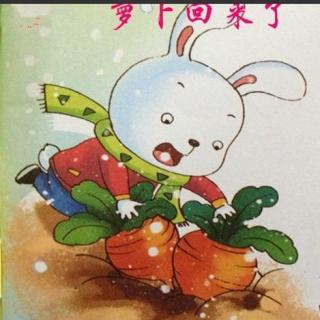 萝卜回来了