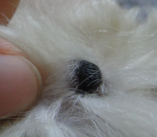 狗狗前腿处对称长了两个黑疙瘩,请问这是什么?