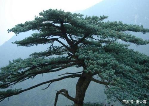 《五律》泰山青松/登岱见苍松/鳞张欲化龙