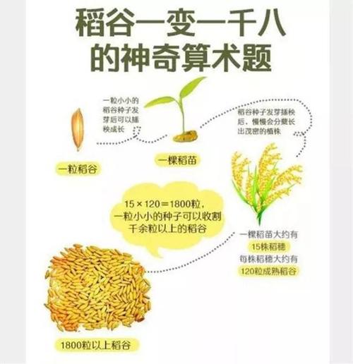 鲜米百科 | 每天都要吃的大米,你对它有多少了解?