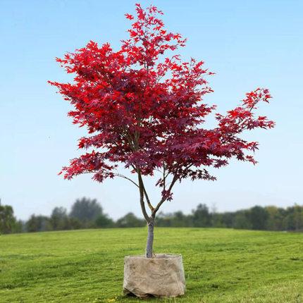 新品日本红枫树苗盆栽盆景老桩中国花卉庭院植物别墅风