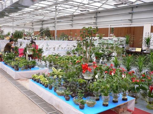 山西省太原市杨家峪花卉基地尚根圃水培照片