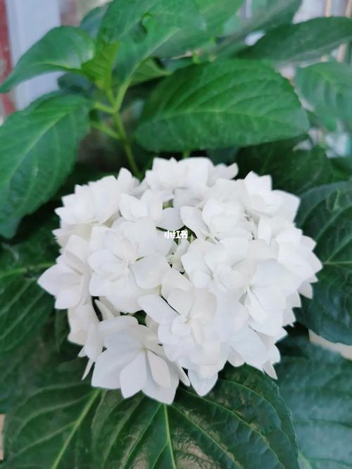 绣球花～可可小姐_绣球花_家居家装_家居装饰_花艺