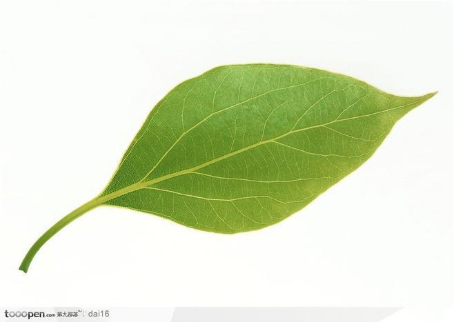 漂亮树叶-嫩绿的樟树叶