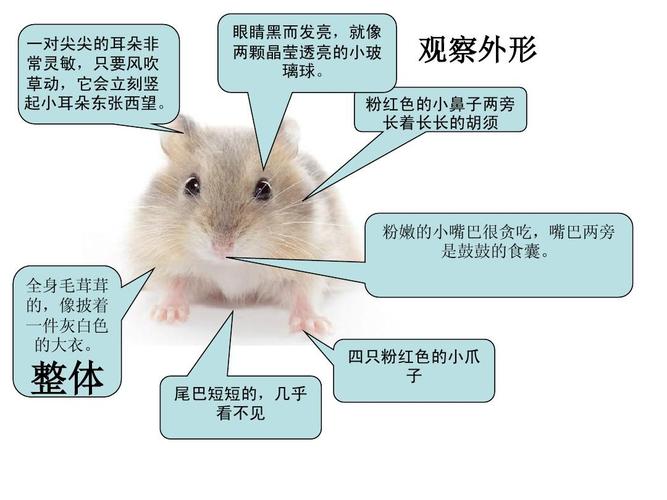 《可爱的小仓鼠》作文课件ppt