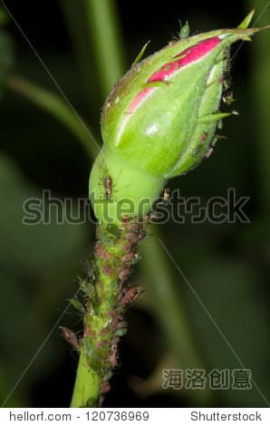 网址 编辑图片 如何选择 标准授权 扩展授权 jpg 大图 2611 x 394222