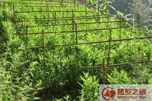 人参果常见的病害及防治