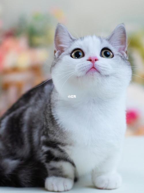 找新家|起司矮脚曼基康弟弟 正八满背_曼基康_矮脚猫