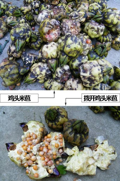 鸡头米,即新鲜芡实,有健脾益气,固肾涩精等作用.