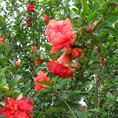 【景佳园艺】供应各种工程苗木 花卉 基地*** *** 石榴树苗