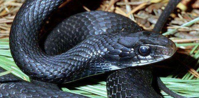 故事老人采得千年灵芝尝上一口后晕倒醒来得知自己真实身份