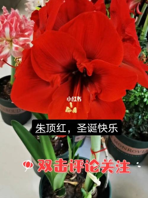 荷兰朱顶红圣诞快乐_朱顶红_家居家装_家居装饰