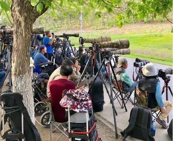为了阻止一些中国大爷拍鸟,我们要给他们安利这个