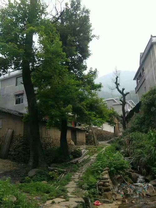 武夷山下__大坞村