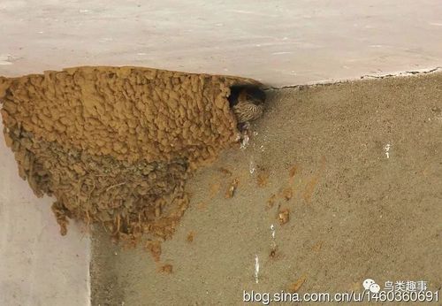 喜鹊,家燕,金腰燕等这些比较常见且辨识度很高的窝我们就不多说了