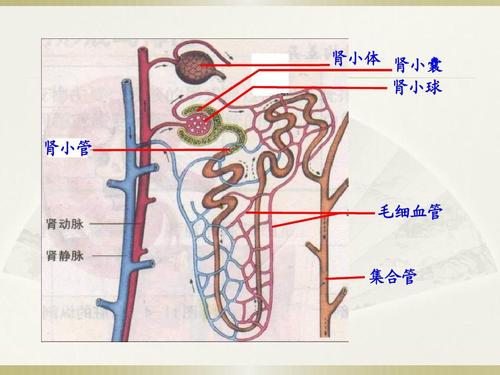 肾小体 肾小囊 肾小球 肾小管 毛细血管 集合管