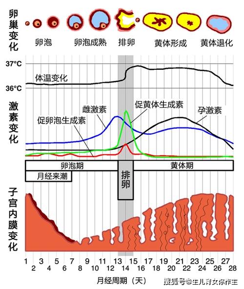 月经周期里的生理变化