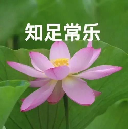 找了好久的中老年潮流头像