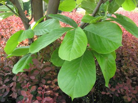 这是玉兰树的树叶