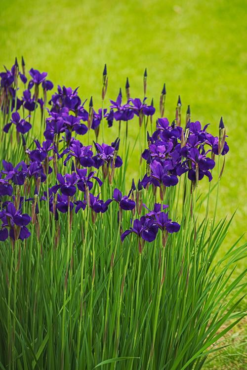 菖蒲/鸢尾花iris