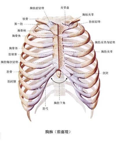 锁骨3,4cm的地方凸起硬硬的,像块骨头,如图红点位置
