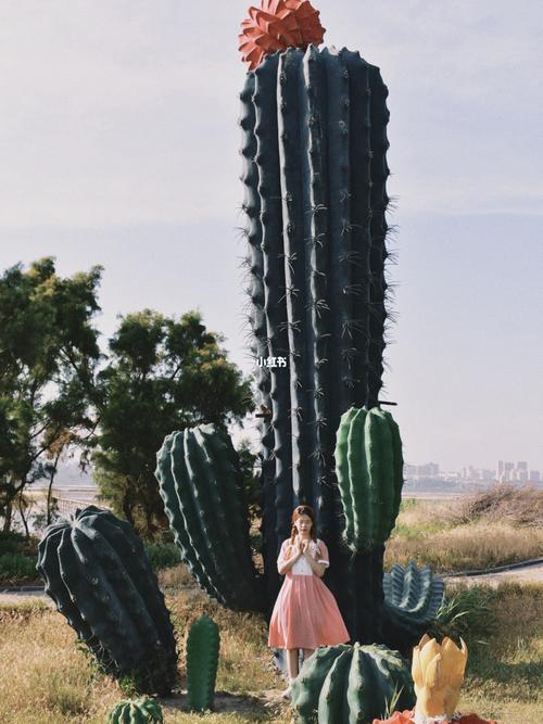 巨大仙人掌91_仙人掌_摄影_摄影_写真