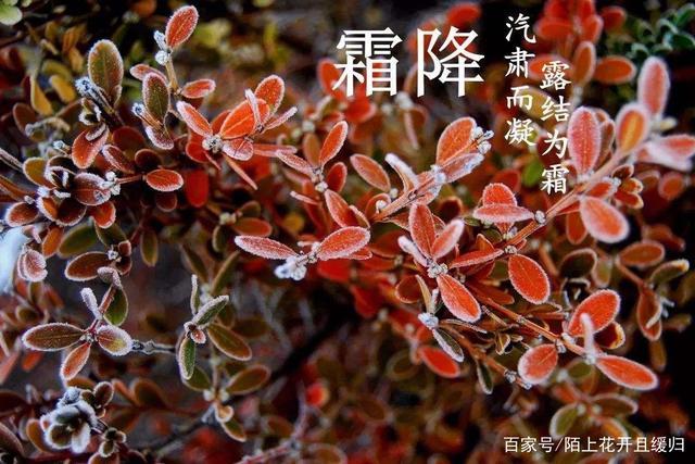 霜降节气也不例外,今天我们就来说说其中的一句"霜降不见霜,来年鼠啃