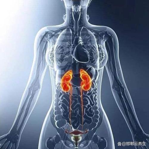 对于不少朋友所关心的肾保健问题,传统中医按摩手法提供了切实可行的