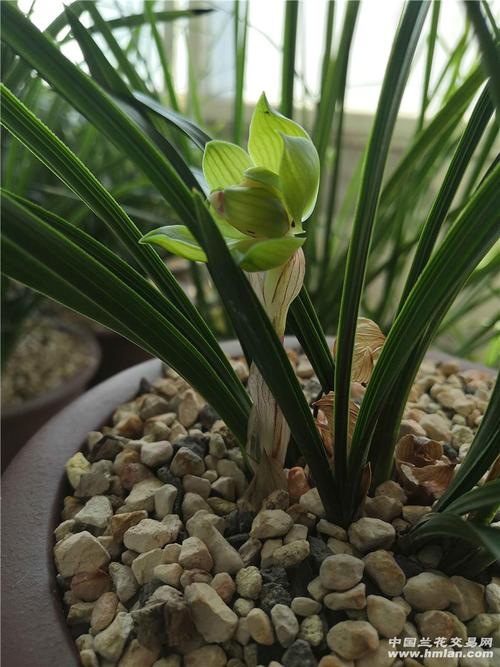 绿云开花二