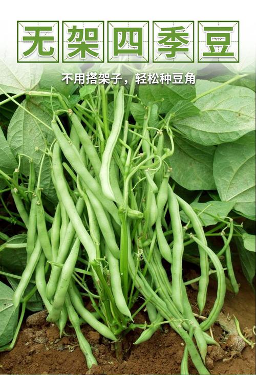 地豆无架豆四季豆种子芸豆豇豆种籽蔬菜孑不搭架无筋春季四季菜豆