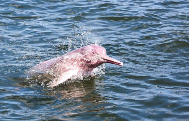 在2002年时,白鳍豚还是在极危列表中,可是在2006年时,它们就被宣布