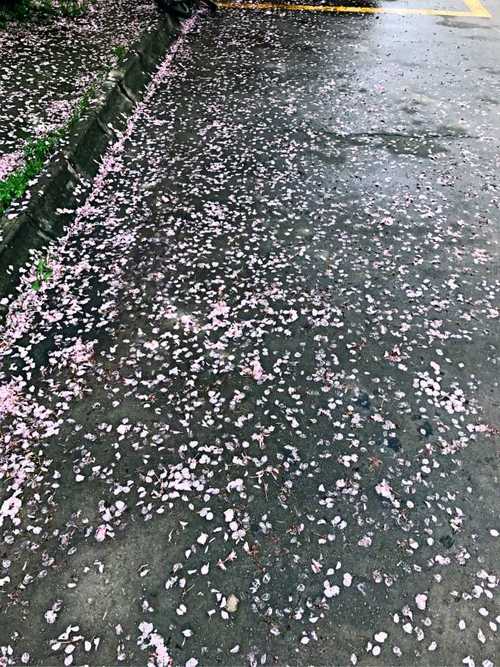 雨后的校园,落花满地,雨水轻轻地沾湿着片片凋零的花瓣,有一种"物哀之