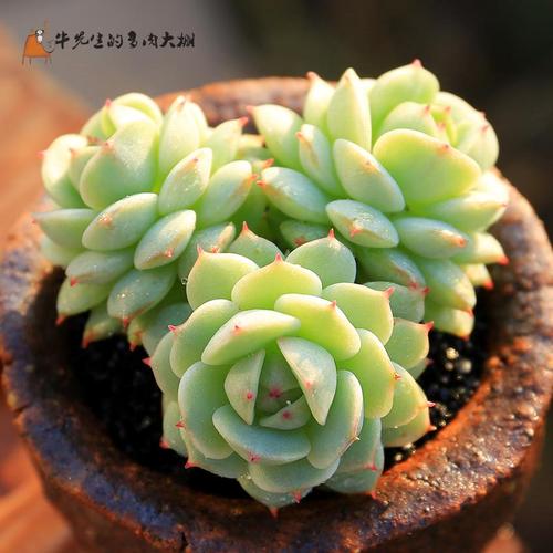 牛先生|静夜群生 多肉植物办公室防辐射桌面绿植花卉盆栽满额包邮