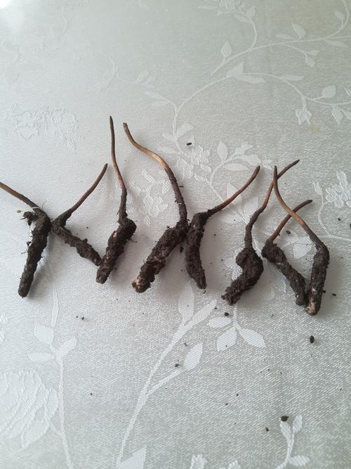 sinensis),别称冬虫草,是冬虫夏草菌和蝙蝠蛾科幼虫的复合体