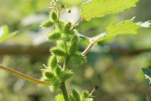 周口13岁男孩鼻炎奶奶迷信偏方吃苍耳结果肝衰竭